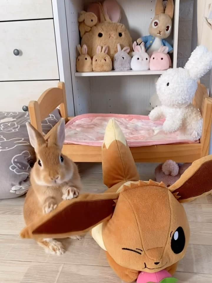 ラン?のインスタグラム：「イーブイのお耳が気になるシェリたん🐰🧡 ( *¯ ꒳¯*)ｸﾝｸﾝｽﾝｽﾝ ☆ このイーブイもランが遊んでたぬいぐるみ🤎 隅に置いてあったけど、興味を持ち始めたので、ちょっと出してみたよ😊 ☆ #ポケモン #Pokemon #イーブイ  #うさぎのシェリー #うさぎ #うさぎのいる暮らし #rabbit #ネザーランドドワーフ #ふわもこ部 #もふもふ部 #netherlanddwarf #kawaii #かわいい #うさぎ部  2023.08.27」