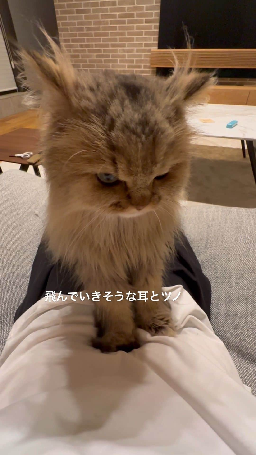 兄弟猫と私と夫の2トムのまいにちのインスタグラム