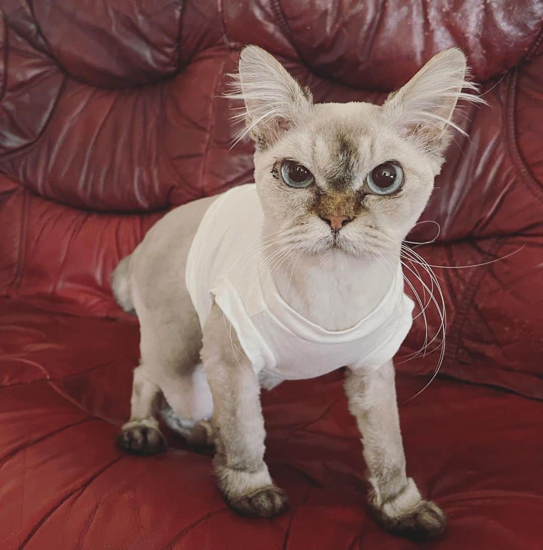 のインスタグラム：「暑いので、チビTに着替えた とうふちゃん。」