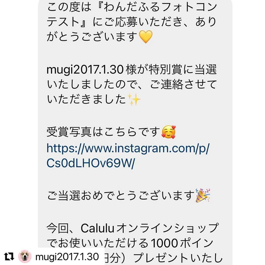 Caluluさんのインスタグラム写真 - (CaluluInstagram)「LOGOSのクレイジーTEEとフルーツタンクを着てくださいました🍇🍋  どちらもとてもお似合いです🥰  わんだふるフォトコンテストの特別賞でお洋服をご購入いただき嬉しいです✨  これからもオシャレを楽しんで素敵なお写真を沢山撮ってくださいね📸💕  #Repost @mugi2017.1.30 with @use.repost ・・・ 2023.8.7 （月） じゃ〜ん‼️‼️ また当選しました😊 @calulu_dogwear さんで6月頃にフォトコンテストがあり 1枚目の写真で特別賞GET🌺 （写真は淡路島で撮った写真）  特別賞の景品がオンラインショップで使える1000円分だったので 洋服好きなのでロゴスさんの洋服購入させていただきました😊 ちなみに青服SALEで🉐968円❤️  あとLINE登録して3300円以上買うと➕で1000円分オフになるので 今回は2枚購入させてもらいましたー‼️ （オスなので青色の洋服と大好きな色のピンク色の洋服）  サラッとしてて着せやすかったよ😊 虫除け加工＆クールタイプ  ちなみに今SALE開催中なのでよかったら @calulu_dogwear さん 覗いて見て下さいね❤️ むぎとお揃いフルーツタンクどうですか？😊 青と緑色あったよ🖐️  むぎは3Lサイズ着てます😊 （むぎは胴回り52・首回り33 ・体重は9キロ）  @calulu_dogwear さん この度はうちの子選んでいただき有難うございました‼️ むぎサイズの洋服があってよかったです😊 カワイイ洋服買えてよかったです😊 有難うございましたー‼️  #むぎ #カルル #カルルドッグウェア #カルルわんこの会  #ジャックラッセルテリア #ジャックラッセルテリアのいる生活 #ジャックラッセルテリア男の子  #わんだふるフォトコンテスト #いぬすたぐらむ #うちのわんこ  #プレゼント当選むぎ  #犬のお洋服 #オシャレわんこ #オシャレわんこ服 #わんこコーデ #わんこふく #いぬのいる暮らし #コーディネート #logos #logos犬服 #ロゴス」8月27日 10時26分 - calulu_dogwear