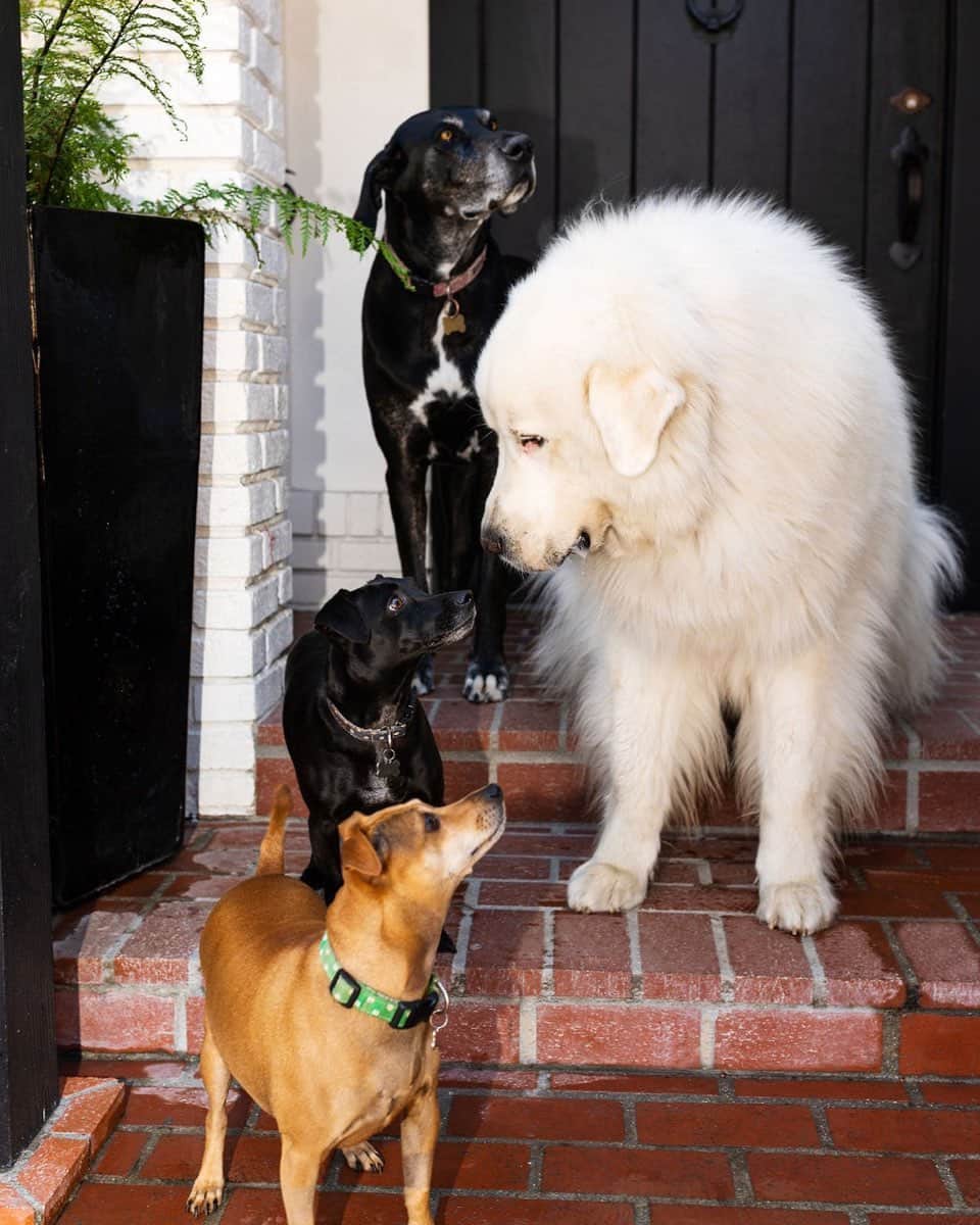 ティファニー・ティーセンのインスタグラム：「Happy National Dog Day!!! These four dogs with all the dog hair and slobber make our home complete. We couldn’t love them more. #nationaldogday」