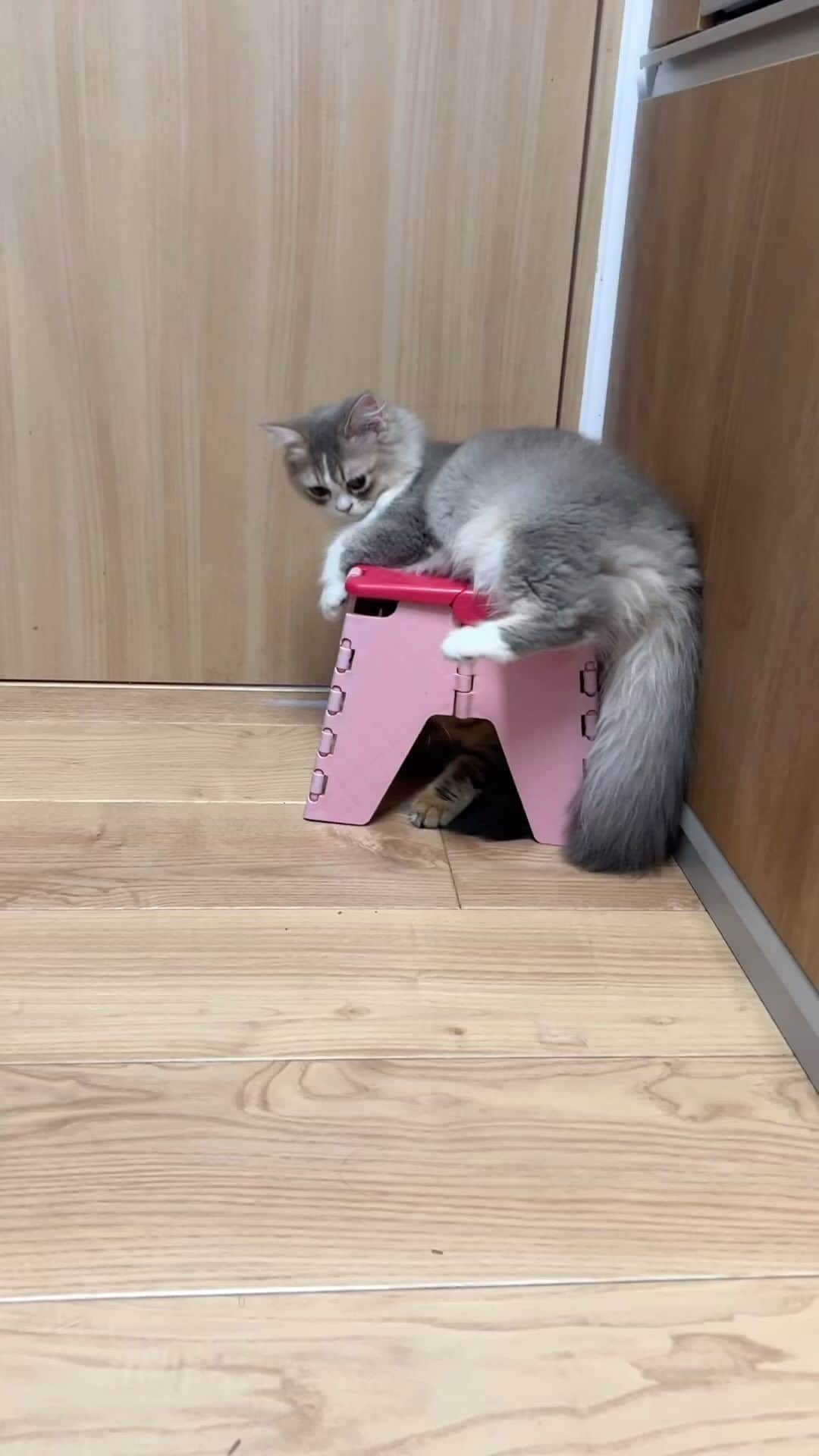 kougeishaのインスタグラム
