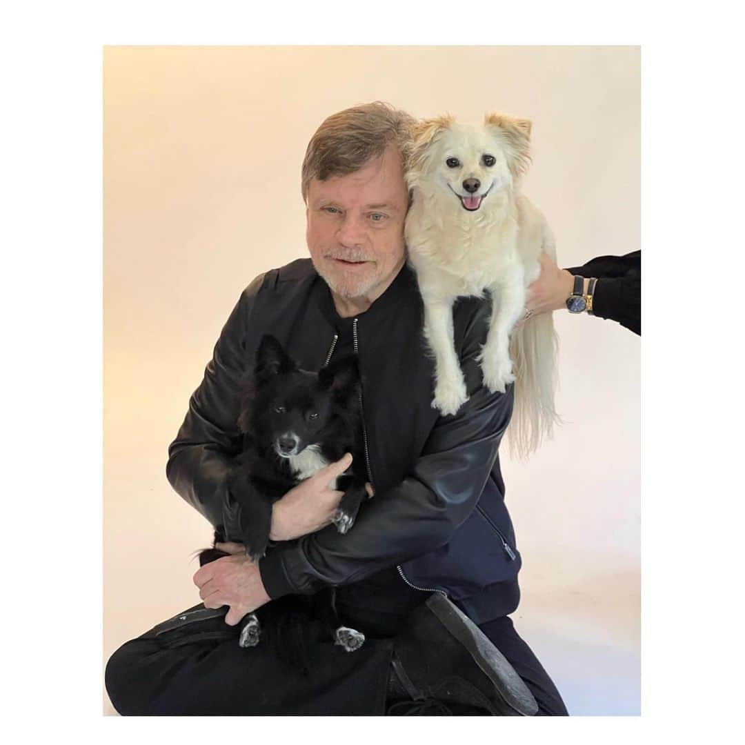 マーク・ハミルさんのインスタグラム写真 - (マーク・ハミルInstagram)「As far as I'm concerned, EVERY day is #NationalDogDay  I'm pretty sure @ChelseaHamill & #HamillFurballs (@millsthemagnificent, @marvellousmsmabel & @fulloftrixs) all agree.」8月27日 10時49分 - markhamill