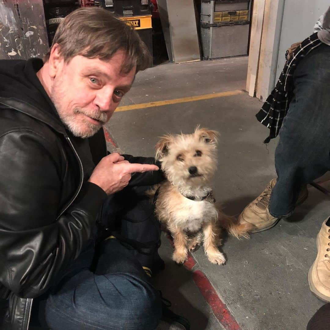 マーク・ハミルさんのインスタグラム写真 - (マーク・ハミルInstagram)「As far as I'm concerned, EVERY day is #NationalDogDay  I'm pretty sure @ChelseaHamill & #HamillFurballs (@millsthemagnificent, @marvellousmsmabel & @fulloftrixs) all agree.」8月27日 10時49分 - markhamill