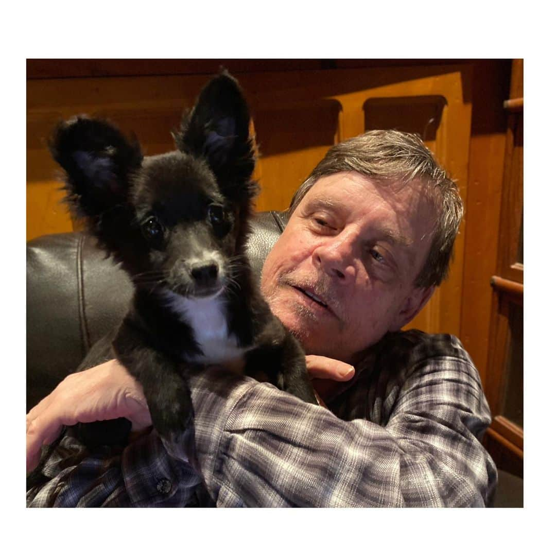 マーク・ハミルさんのインスタグラム写真 - (マーク・ハミルInstagram)「As far as I'm concerned, EVERY day is #NationalDogDay  I'm pretty sure @ChelseaHamill & #HamillFurballs (@millsthemagnificent, @marvellousmsmabel & @fulloftrixs) all agree.」8月27日 10時49分 - markhamill