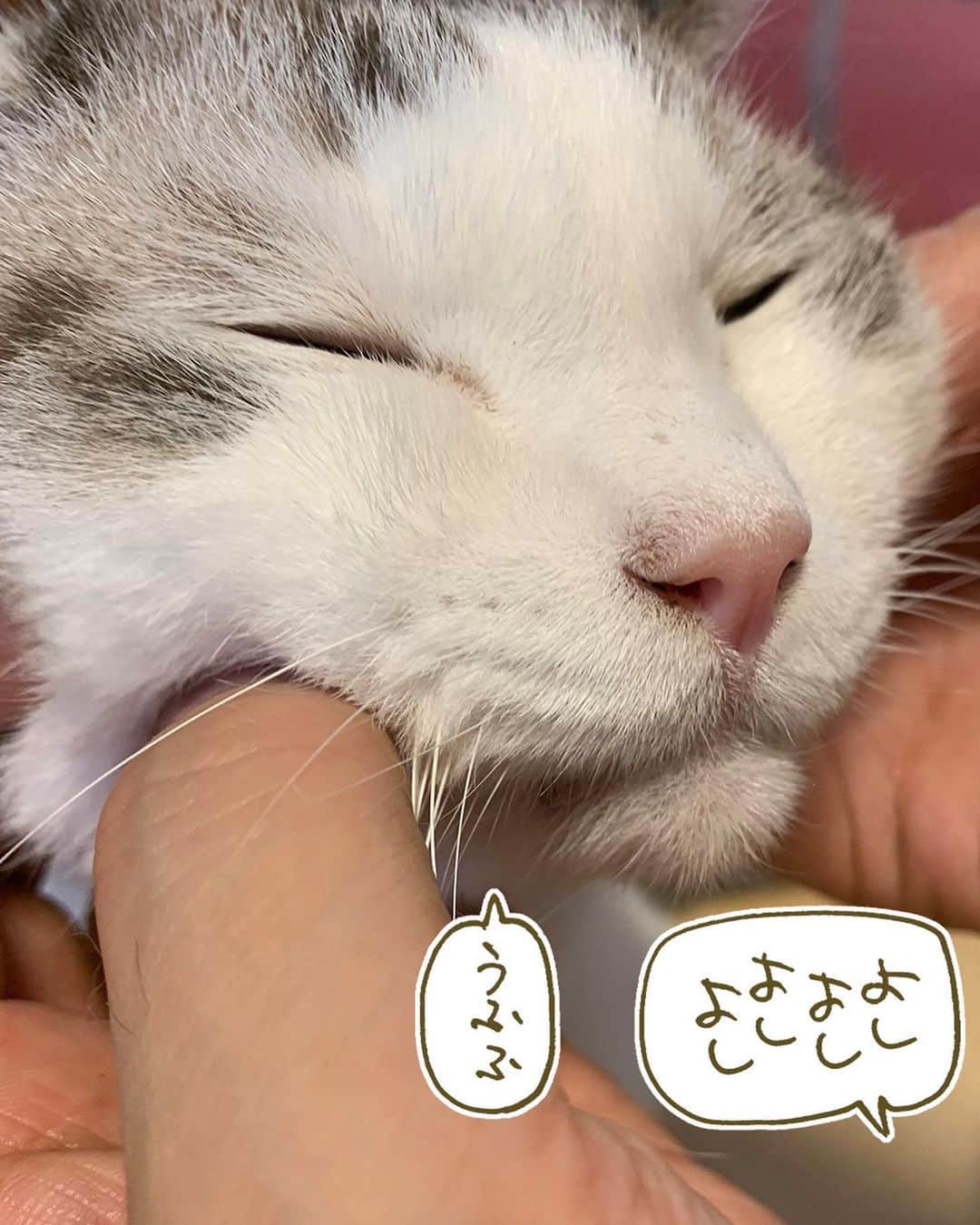 くるねこ大和さんのインスタグラム写真 - (くるねこ大和Instagram)「餅揉み 後ろで騒いでるのはマルです。  #胡ぼん  #シニア猫16歳」8月27日 10時53分 - kuru0214neko