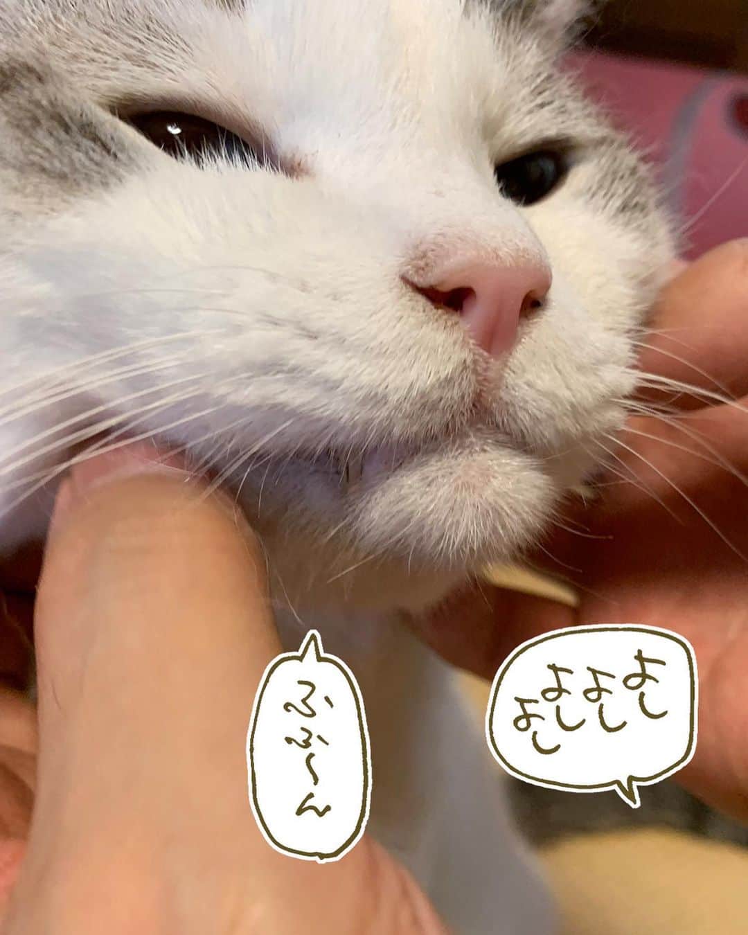 くるねこ大和さんのインスタグラム写真 - (くるねこ大和Instagram)「餅揉み 後ろで騒いでるのはマルです。  #胡ぼん  #シニア猫16歳」8月27日 10時53分 - kuru0214neko