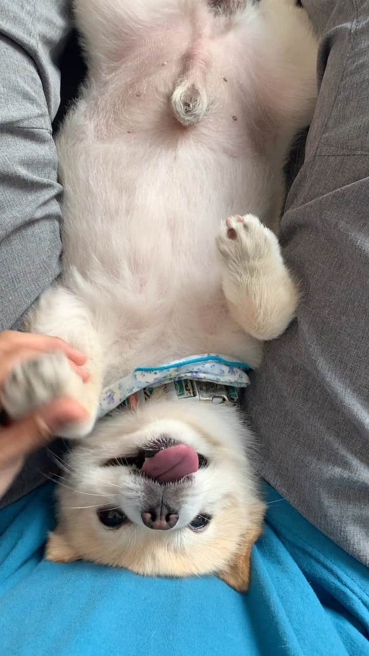 畑喜子のインスタグラム：「無防備ww #犬 #いぬすたぐらむ #いぬのきもち #いぬのいる暮らし #いぬバカ部」