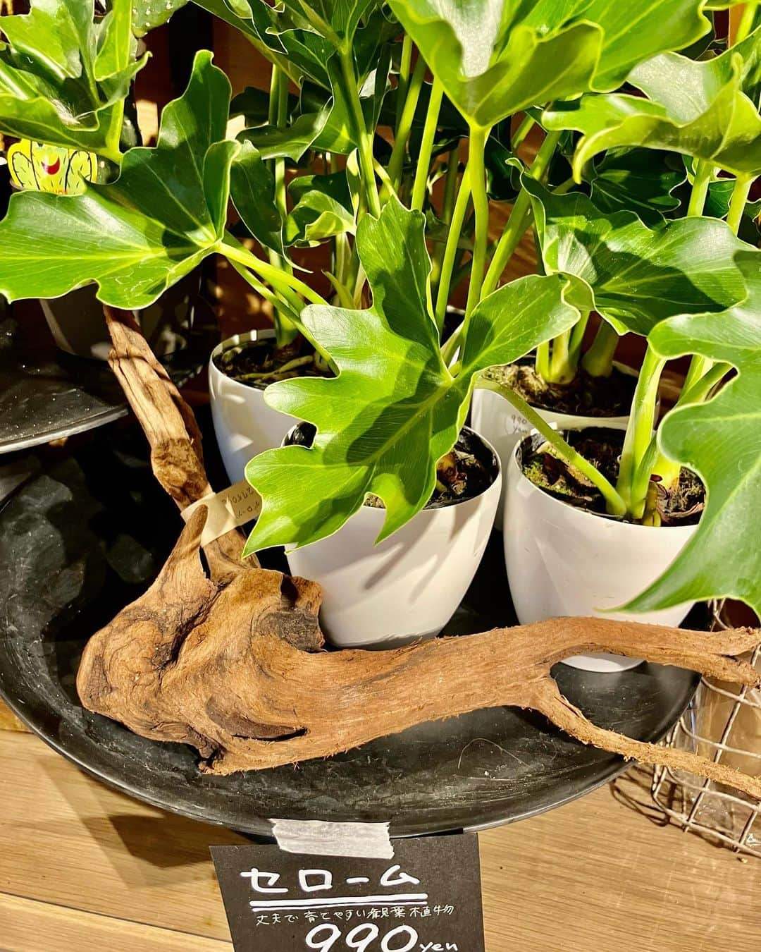 柏の葉 T-SITEさんのインスタグラム写真 - (柏の葉 T-SITEInstagram)「【PICK UP】 『今週のdecora便🌿 #125』 ⁡ 〈ジャンル〉1F 暮らし  こんにちは。 フラワーショップ デコラ @decoradecora さんから 届いたお花をご紹介するこちらのコーナー🌼 ⁡ 今週の観葉植物たちはつやつやの葉っぱがたくさん！✨ ⁡  #アロカシア #ベンジャミンバロック #セローム #コーヒーの木 #ミニガジュマル などは清々しい緑色と艶ですね。 ⁡ ご好評をいただいている #ユーカリ #ソフォラ・リトルベビー #ソテツキリン #オリーブ も追加で届いています。 ⁡ 長いつるが優雅な #クランベリー は毎年実がなる楽しみもありますね🫐 ⁡ 定番の #ドウダンツツジ と #パンパスグラス もおしゃれなお部屋には欠かせないインテリアになる植物です。 ⁡ #柏の葉tsite #tsite #柏の葉蔦屋書店 #蔦屋書店 #柏の葉 #今週のdecora便🌿 #おうちガーデン #decora #お花のある暮らし #フラワーショップ #フラワーギフト #インドアグリーン #フラワーベース #ガーデニング #インドアグリーン #観葉植物 #ハンギンググリーン ⁡」8月27日 11時18分 - kashiwanohatsite