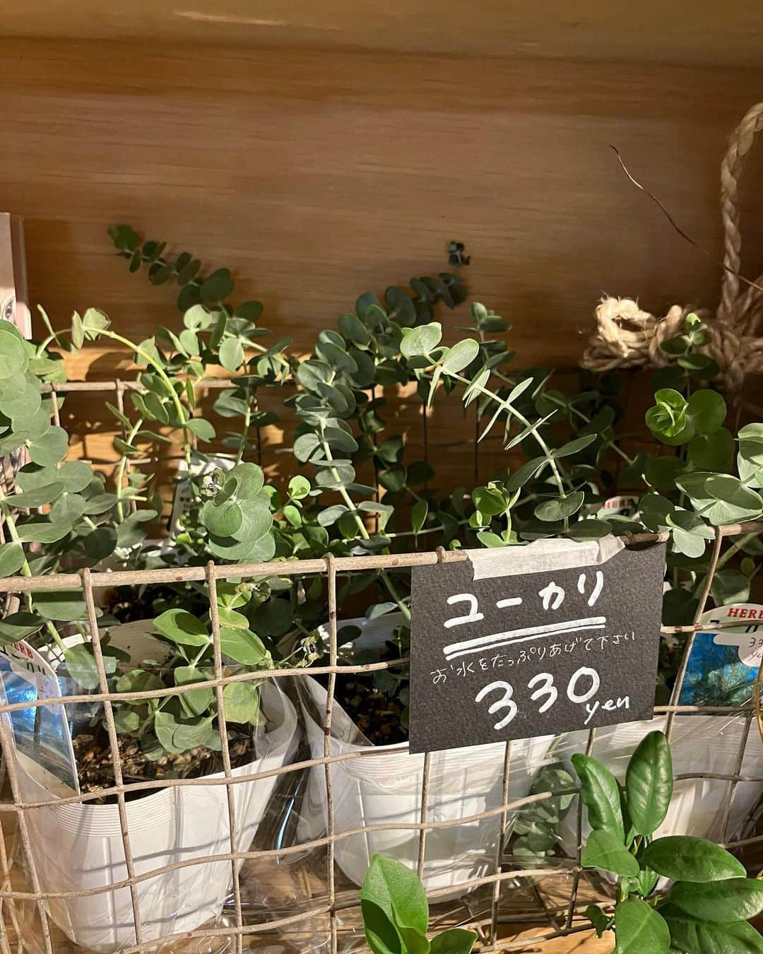 柏の葉 T-SITEさんのインスタグラム写真 - (柏の葉 T-SITEInstagram)「【PICK UP】 『今週のdecora便🌿 #125』 ⁡ 〈ジャンル〉1F 暮らし  こんにちは。 フラワーショップ デコラ @decoradecora さんから 届いたお花をご紹介するこちらのコーナー🌼 ⁡ 今週の観葉植物たちはつやつやの葉っぱがたくさん！✨ ⁡  #アロカシア #ベンジャミンバロック #セローム #コーヒーの木 #ミニガジュマル などは清々しい緑色と艶ですね。 ⁡ ご好評をいただいている #ユーカリ #ソフォラ・リトルベビー #ソテツキリン #オリーブ も追加で届いています。 ⁡ 長いつるが優雅な #クランベリー は毎年実がなる楽しみもありますね🫐 ⁡ 定番の #ドウダンツツジ と #パンパスグラス もおしゃれなお部屋には欠かせないインテリアになる植物です。 ⁡ #柏の葉tsite #tsite #柏の葉蔦屋書店 #蔦屋書店 #柏の葉 #今週のdecora便🌿 #おうちガーデン #decora #お花のある暮らし #フラワーショップ #フラワーギフト #インドアグリーン #フラワーベース #ガーデニング #インドアグリーン #観葉植物 #ハンギンググリーン ⁡」8月27日 11時18分 - kashiwanohatsite