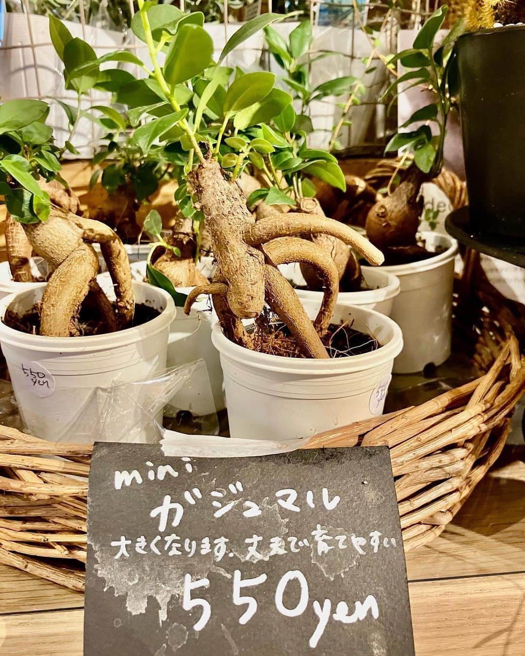 柏の葉 T-SITEさんのインスタグラム写真 - (柏の葉 T-SITEInstagram)「【PICK UP】 『今週のdecora便🌿 #125』 ⁡ 〈ジャンル〉1F 暮らし  こんにちは。 フラワーショップ デコラ @decoradecora さんから 届いたお花をご紹介するこちらのコーナー🌼 ⁡ 今週の観葉植物たちはつやつやの葉っぱがたくさん！✨ ⁡  #アロカシア #ベンジャミンバロック #セローム #コーヒーの木 #ミニガジュマル などは清々しい緑色と艶ですね。 ⁡ ご好評をいただいている #ユーカリ #ソフォラ・リトルベビー #ソテツキリン #オリーブ も追加で届いています。 ⁡ 長いつるが優雅な #クランベリー は毎年実がなる楽しみもありますね🫐 ⁡ 定番の #ドウダンツツジ と #パンパスグラス もおしゃれなお部屋には欠かせないインテリアになる植物です。 ⁡ #柏の葉tsite #tsite #柏の葉蔦屋書店 #蔦屋書店 #柏の葉 #今週のdecora便🌿 #おうちガーデン #decora #お花のある暮らし #フラワーショップ #フラワーギフト #インドアグリーン #フラワーベース #ガーデニング #インドアグリーン #観葉植物 #ハンギンググリーン ⁡」8月27日 11時18分 - kashiwanohatsite