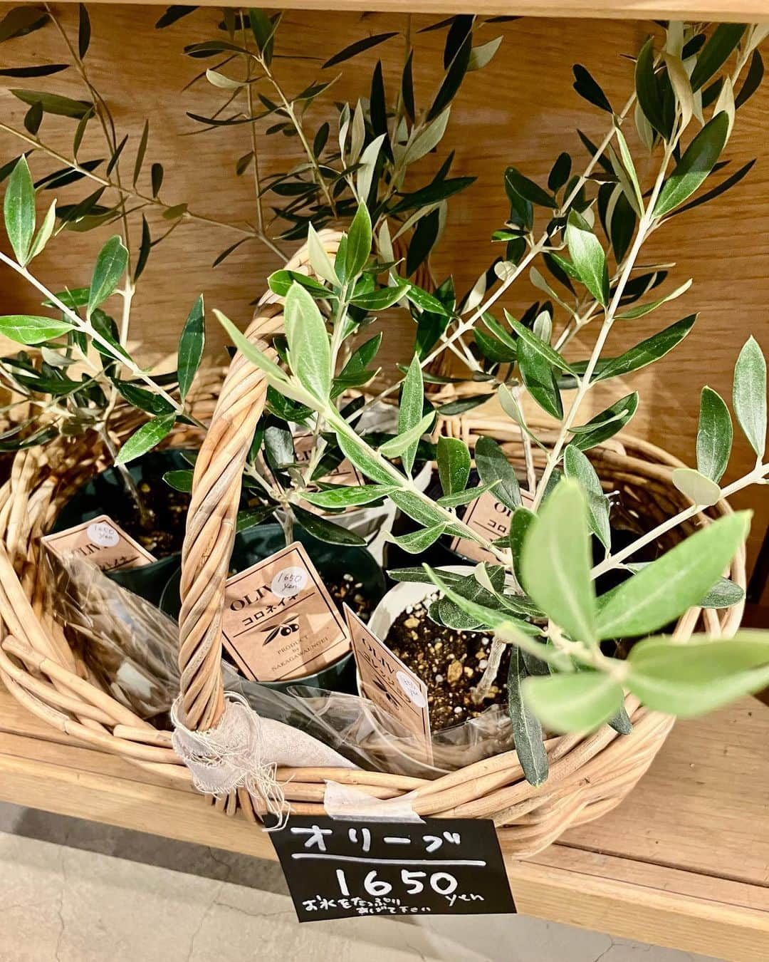 柏の葉 T-SITEさんのインスタグラム写真 - (柏の葉 T-SITEInstagram)「【PICK UP】 『今週のdecora便🌿 #125』 ⁡ 〈ジャンル〉1F 暮らし  こんにちは。 フラワーショップ デコラ @decoradecora さんから 届いたお花をご紹介するこちらのコーナー🌼 ⁡ 今週の観葉植物たちはつやつやの葉っぱがたくさん！✨ ⁡  #アロカシア #ベンジャミンバロック #セローム #コーヒーの木 #ミニガジュマル などは清々しい緑色と艶ですね。 ⁡ ご好評をいただいている #ユーカリ #ソフォラ・リトルベビー #ソテツキリン #オリーブ も追加で届いています。 ⁡ 長いつるが優雅な #クランベリー は毎年実がなる楽しみもありますね🫐 ⁡ 定番の #ドウダンツツジ と #パンパスグラス もおしゃれなお部屋には欠かせないインテリアになる植物です。 ⁡ #柏の葉tsite #tsite #柏の葉蔦屋書店 #蔦屋書店 #柏の葉 #今週のdecora便🌿 #おうちガーデン #decora #お花のある暮らし #フラワーショップ #フラワーギフト #インドアグリーン #フラワーベース #ガーデニング #インドアグリーン #観葉植物 #ハンギンググリーン ⁡」8月27日 11時18分 - kashiwanohatsite