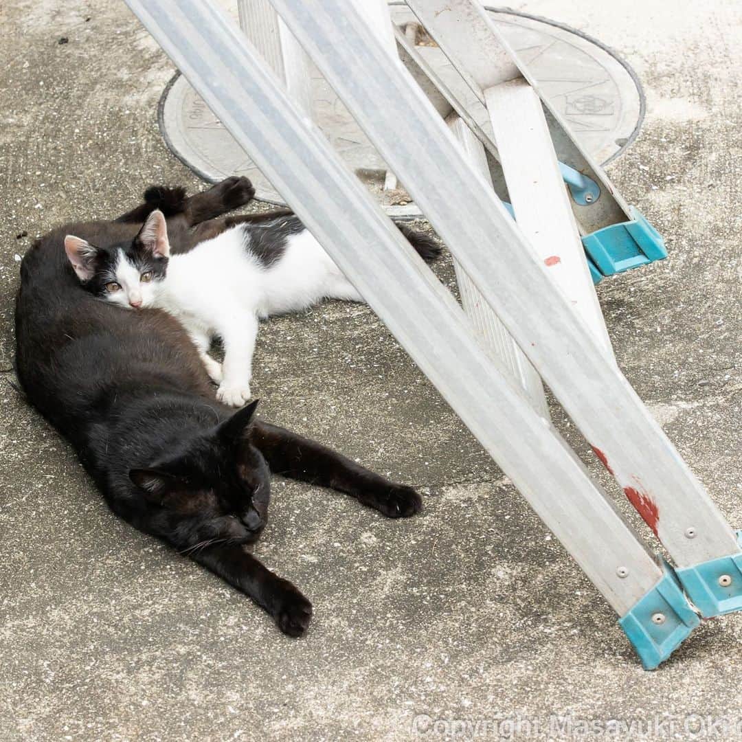 Masayukiのインスタグラム：「だいすきな枕。  #cat #ねこ #猫 #東京カメラ部 #nekoclub  #yourshotphotographer  #my_eos_photo」