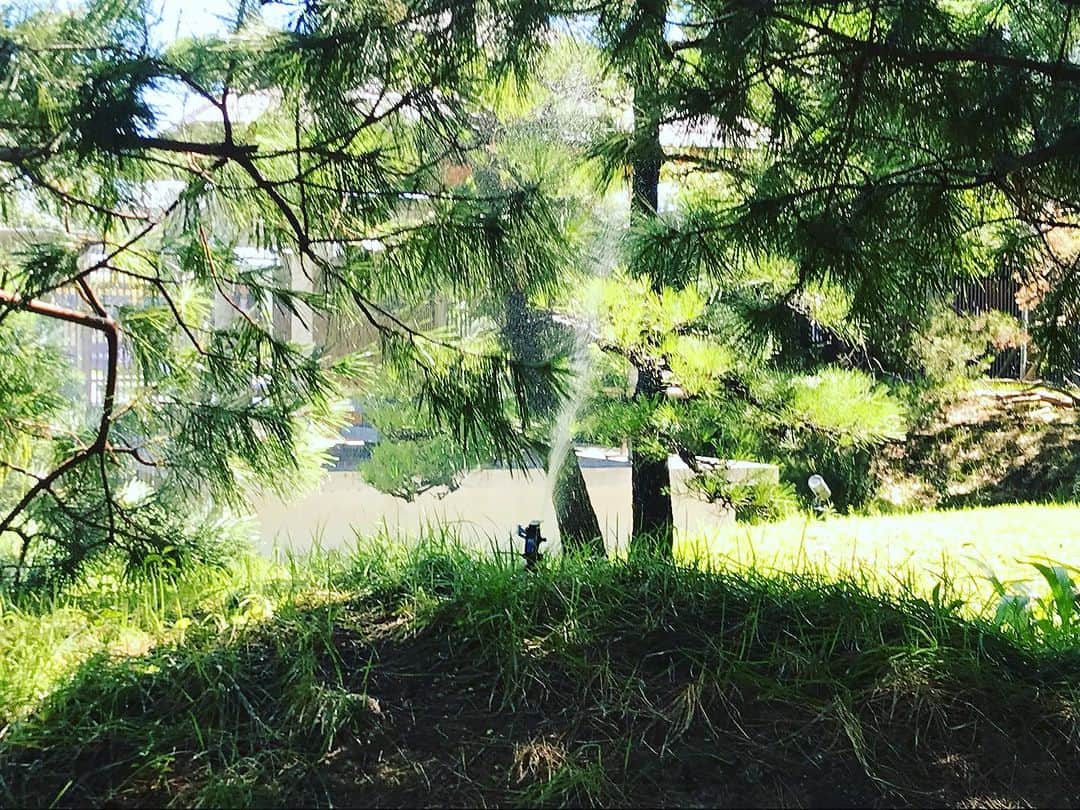 岩田亜矢那さんのインスタグラム写真 - (岩田亜矢那Instagram)「スプリンクラー好きな人いますか？  植物には水を与え 水分が蒸発する時に風を生み 視覚的にも涼しさを与えてくれる  夏らしいなんて素敵なアイテムでしょうか♪  視覚、聴覚、嗅覚、味覚、触覚 人は五感から情報を取り入れ リラックスしたりストレスを感じたり 忙しい生き物です  『休みが取れない、マッサージにも行けない』  そんな時には 日常の中からそれぞれ好みの五感を 探してみてはいかがでしょうか？  体の緊張は 姿勢からだけでなく ストレスからも影響しています  ストレスを発散できている状態からの マッサージはより気持ちがいいものです💆‍♀️  ☆プルメリアメニュー☆  🌸  ドライヘッドスパ  ドライヘッド30分 ￥5,940  ドライヘッド45分 ￥7,700  🌸  ホットストーンマッサージ ホットストーン30分 ￥7,150 ホットストーン45分 ￥8,250  🌸  小顔矯正 (リフトアップ) 小顔 30分 ￥4,400 小顔 45分 ￥6,600 小顔 60分 ￥ 8,800  🌸  夢見ここち  50分 ￥11,000  🌸  ネトラバスティ(眼の温泉) ￥5,500  🌸  美肌トリートメント  美肌 45分 ￥8,030 美肌45分+夢見ここち ￥ 19,030 美肌 45分+ドライヘッド30 ￥13,970 美肌45分+ドライヘッドのみ (延長15分) ￥10,010  🌸 オプション ネイルケア ￥1,980 フェイスパック ¥ 1,980 アイパック ¥ 1,980 ハンドマッサージ ¥ 1,980 延長１５分 ¥ 1,980  美顔スチーマー追加 ¥ 1,100 ホットストーン追加 ¥ 1,100 ヘッドスパジェル追加 ¥ 1,100 プルメリアオイルへ変更 ¥ 1,100  ※オプションのみの施術はできません  プルメリアご予約は ☆当サロン、インスタのメッセージ @plumeria_lalasweet ☆Google ☆みなと温泉蓮へ電話にてプルメリア予約 （スタッフへの個別メッセージはご遠慮ください）  �Plumeria  神戸みなと温泉 蓮 Plumeria 〒650-0041 兵庫県神戸市中央区新港町１−１ 0783817000  #KOBE #KOBEMINATOONSENREN #PORTOFKOBE#fyp#siteseen #神戸みなと温泉#神戸日帰り温泉#関西温泉 #兵庫温泉#みなと温泉蓮#神戸温泉#神戸市 #神戸ホテル#神戸ヘッドスパ#神戸スパ #神戸旅行#神戸おすすめ#おすすめにのりたい#神戸デート #ラスイート#lalasweet#ララスイート #atoa#アトア#coolbeauty#headspa#プルメリア#고베관광#고베당일치기#고베온천」8月27日 12時55分 - ayana1113