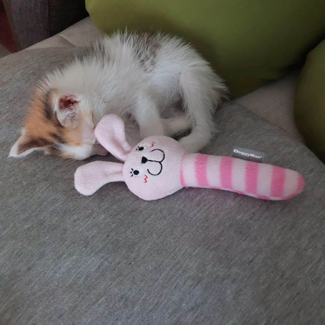 高口里純さんのインスタグラム写真 - (高口里純Instagram)「保護猫シュシュ 35gから42gに～😆 感染症も(目と猫風邪)も回復傾向。よしよし🐱  #保護猫 #cat」8月27日 13時16分 - takaguchijay