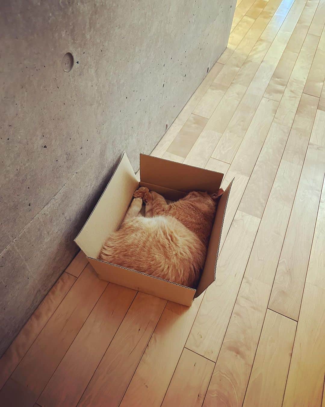 のインスタグラム：「入ってる ねこぽす」