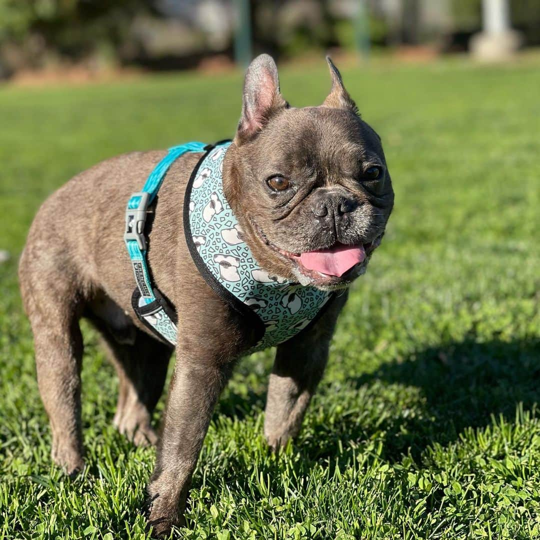 ジェナ・アウシュコウィッツのインスタグラム：「#nationaldogday」