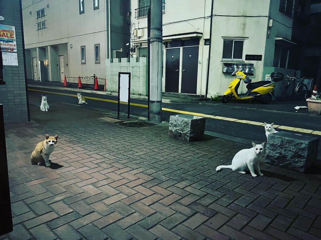 松尾貴史さんのインスタグラム写真 - (松尾貴史Instagram)「またもや、梅ヶ丘のBAR前に集まる皆様。  #猫 #ネコ #ねこ #cat #cats #梅ヶ丘 #バー一三」8月28日 0時18分 - kitsch.matsuo