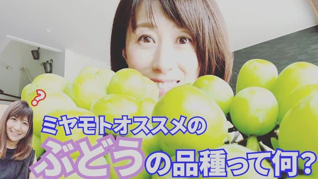 根本美緒さんのインスタグラム写真 - (根本美緒Instagram)「https://youtu.be/XyukrHEJ7mc  目から鱗の、ブドウ🍇の常識‼️ なんたってブドウ農家に嫁いだゆうこ嬢が言うんだから間違いありません😆✨是非是非コレを参考にブドウの世界を楽しんでみてはいかがでしょうか🤣  #ミヤネモちゃんねる って#youtube で検索してみて下さい☆ #宮本裕子 #山梨グルメ #ぶどう #おすすめ」8月27日 23時06分 - nemotomio.official