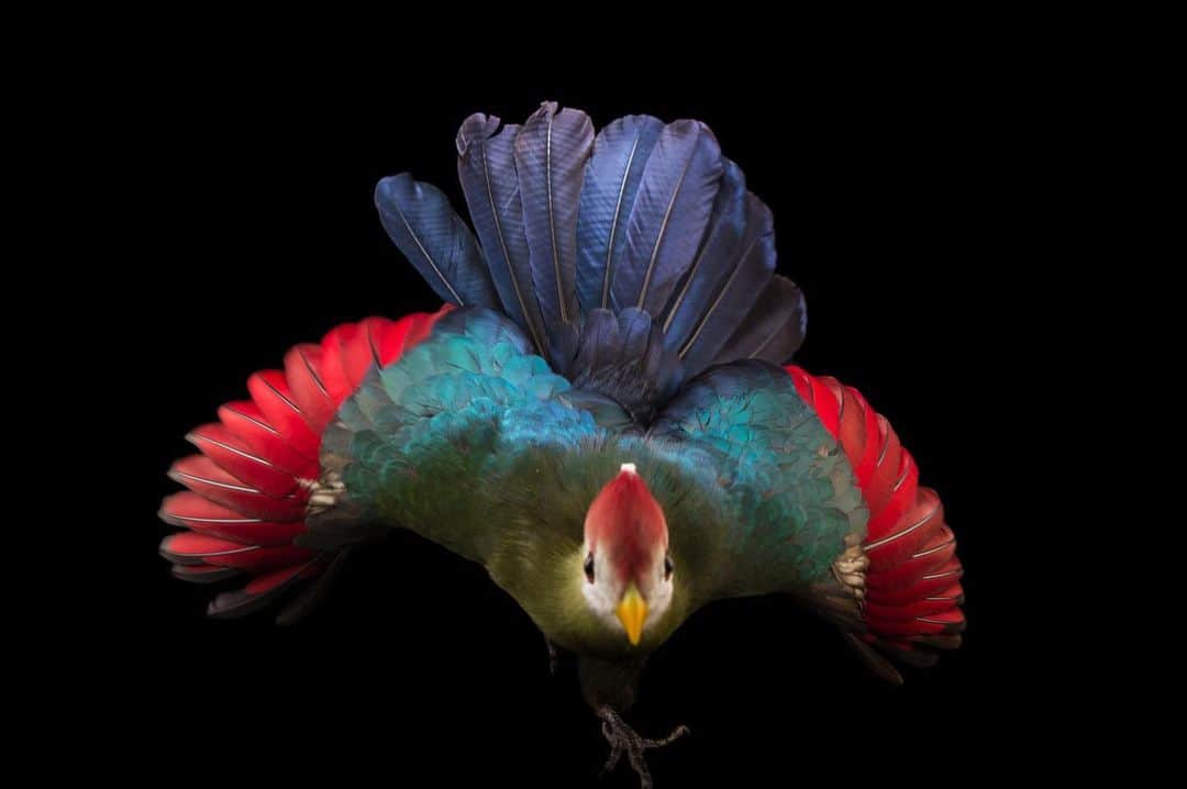 Joel Sartoreさんのインスタグラム写真 - (Joel SartoreInstagram)「From pigments to their physical structure, many things give color to bird feathers. But only turaco feathers contain turacin and turacoverdin, pigments rich in copper that create such bright red and green hues. Despite their bright appearance, red-crested turacos rarely show off their fine feathers anywhere other than the privacy of leafy tree branches, descending from perches in the dense forests of central Africa only to eat or drink. Photo taken @tracyaviary.   #turaco #bird #animal #wildlife #photography #animalphotography #wildlifephotography #studioportrait #PhotoArk @insidenatgeo」8月27日 23時14分 - joelsartore