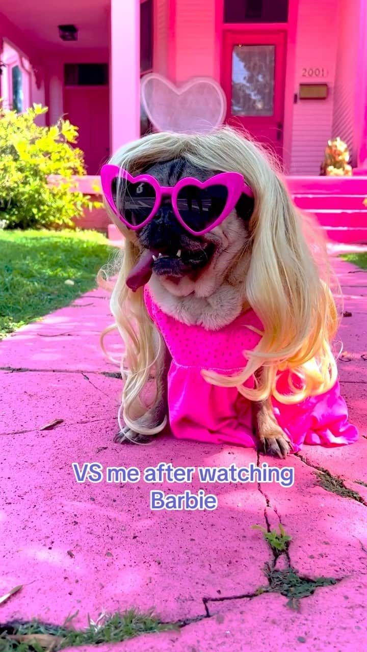 itsdougthepugのインスタグラム：「Me before and after watching #barbie 🐴💗  @barbiethemovie #kenergy #hibarbie #dogsofinstagram #pugs #dougthepug #9gag」