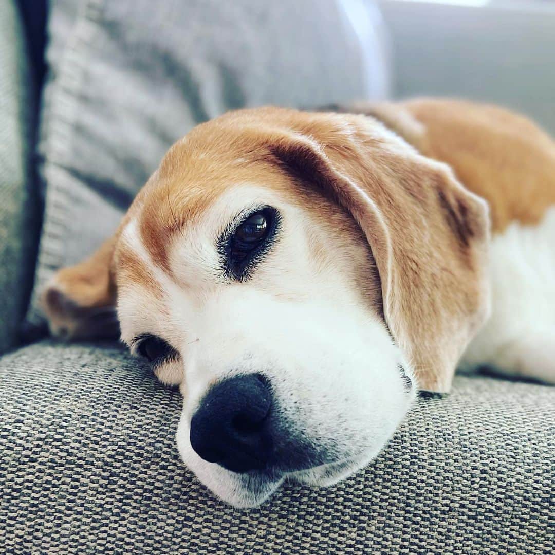 レイチェル・ニコルズのインスタグラム：「This is Buddy. He is my sidekick for the day. I appreciate his company especially because I miss @lolo_gurl so very much. Buddy loves to snore and also go spelunking in small trash bins, but his floppy ears are so soft and velvet that I would let him get away with murder…」
