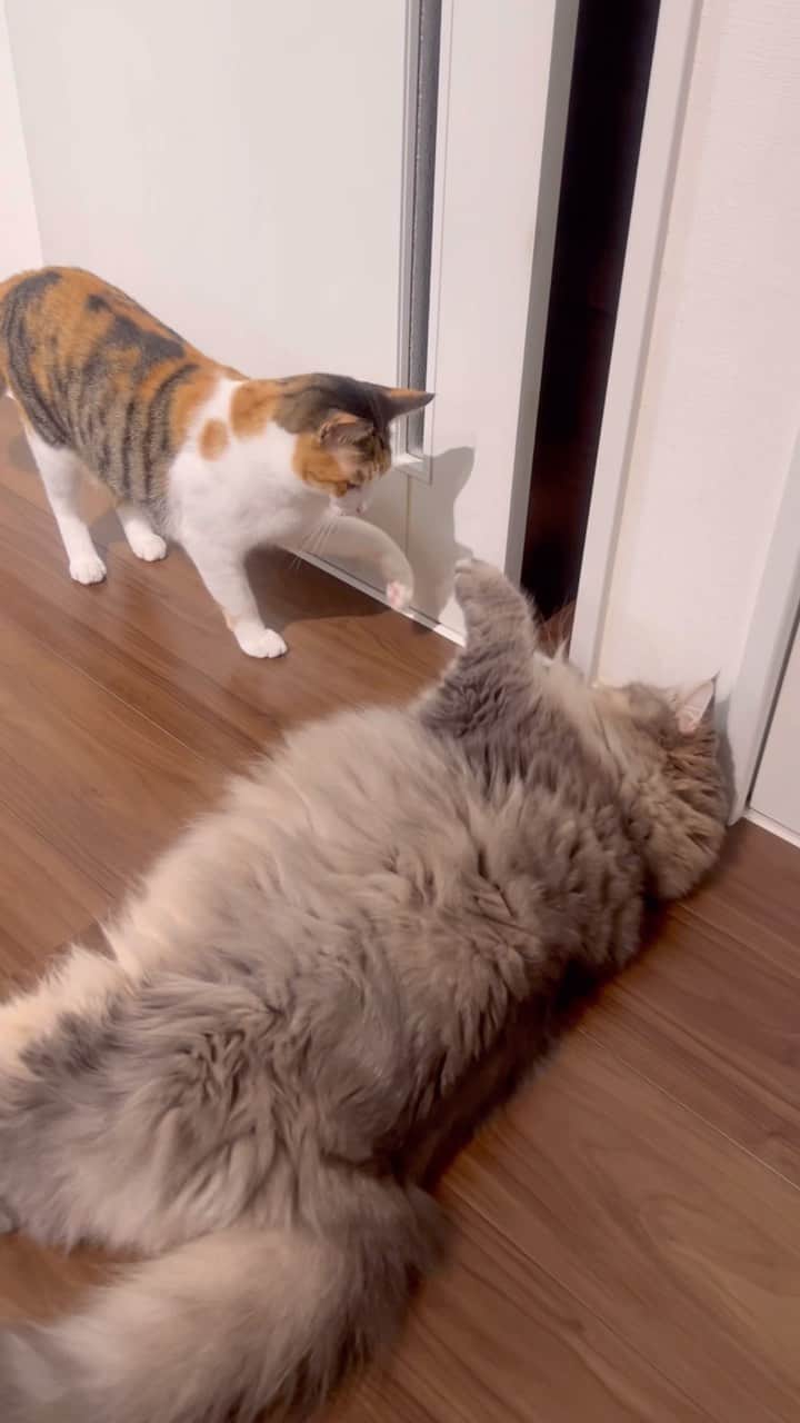 のインスタグラム：「だんだんパンチの威力強くなってる😂 . . ＿＿＿＿＿＿＿＿＿＿＿＿ ねこの金太と蒼太とすず ▷▷ @vvviopw  ＿＿＿＿＿＿＿＿＿＿＿＿ #ラガマフィンのそうちゃん#ラガマフィン#Ragamuffin #もふもふ #にゃんすたぐらむ#catsofinstagram  #meowed#9gag #猫のいる暮らし　#ねことの生活　#猫好きさんと繋がりたい#三毛猫　#保護猫#三毛猫すず#calico」