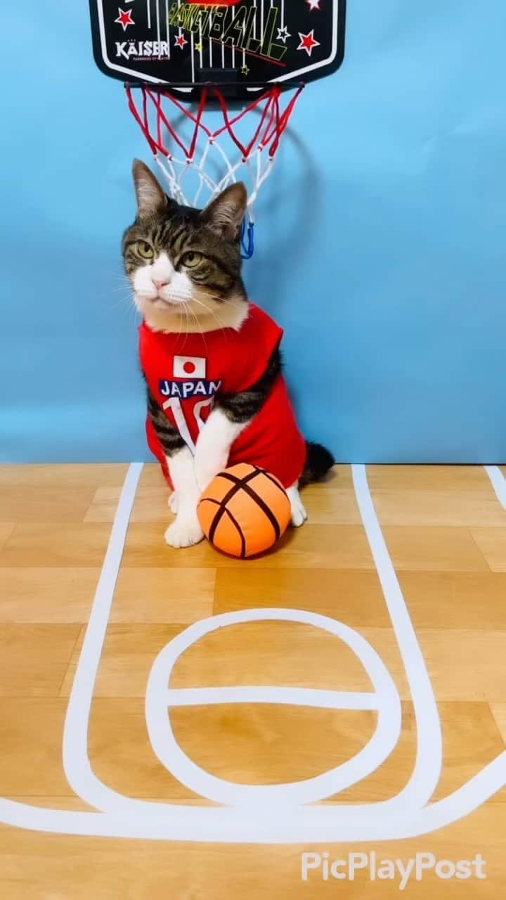 マロのインスタグラム：「燃えろ🔥AKATSUKI JAPAN🇯🇵 🏀 #cat#cats#catsofinstagram#sweetcatclub#😻 #basketball#nba#fiba#fibawc#ねこ#ねこ部#猫 #akatsukijapan#バスケットボール#fujiikaze  #workinhard#頑張れ日本#保護猫#猫のいる生活」