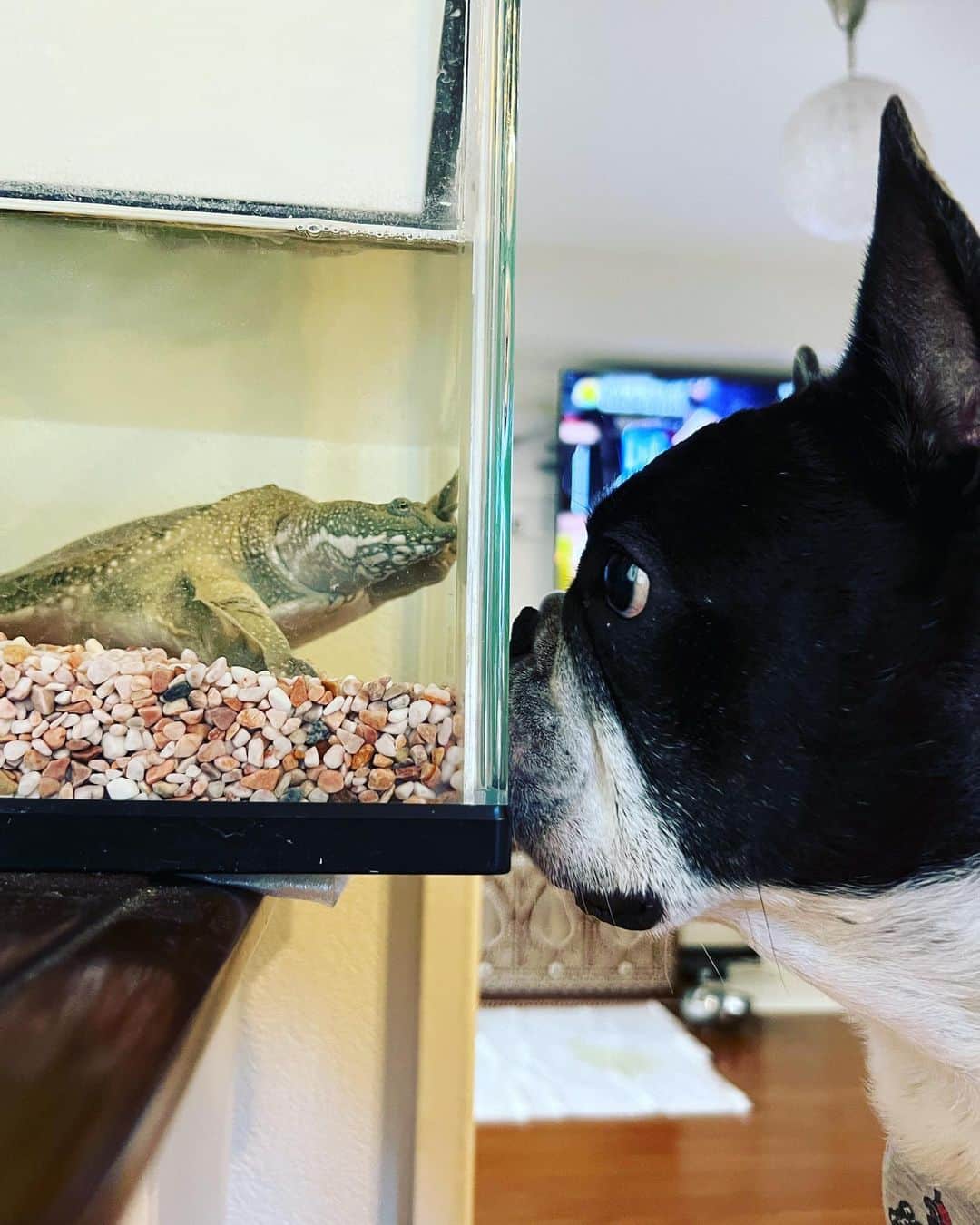アムのインスタグラム：「こんにちは🐢」