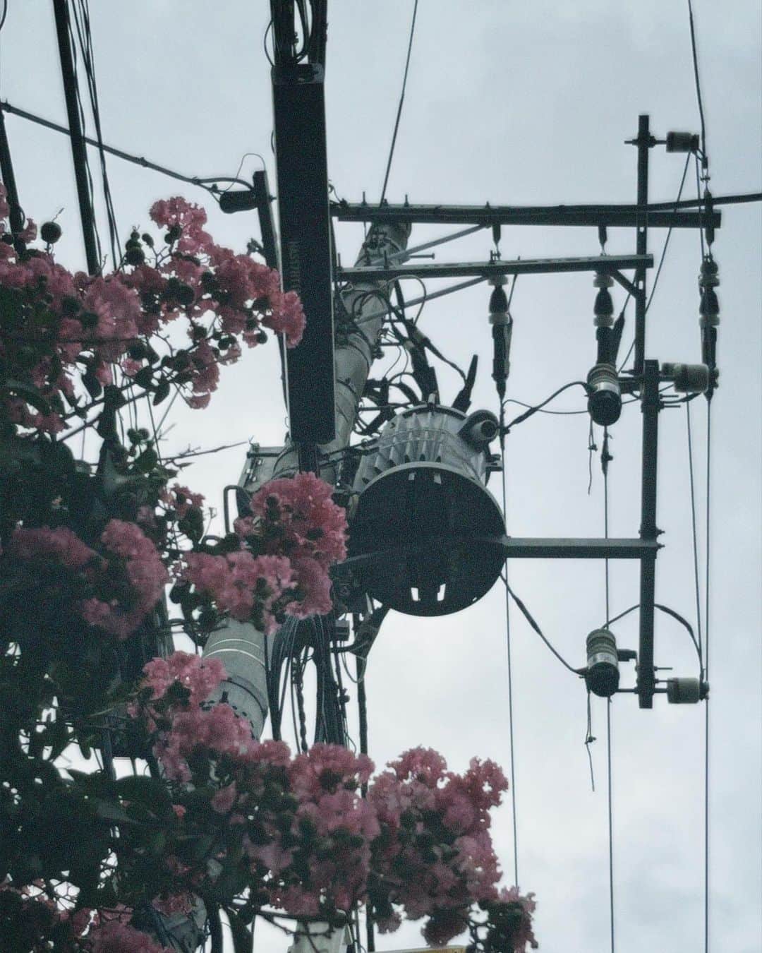 のインスタグラム：「𖤣𖥧𖡼.𖤣𖥧」
