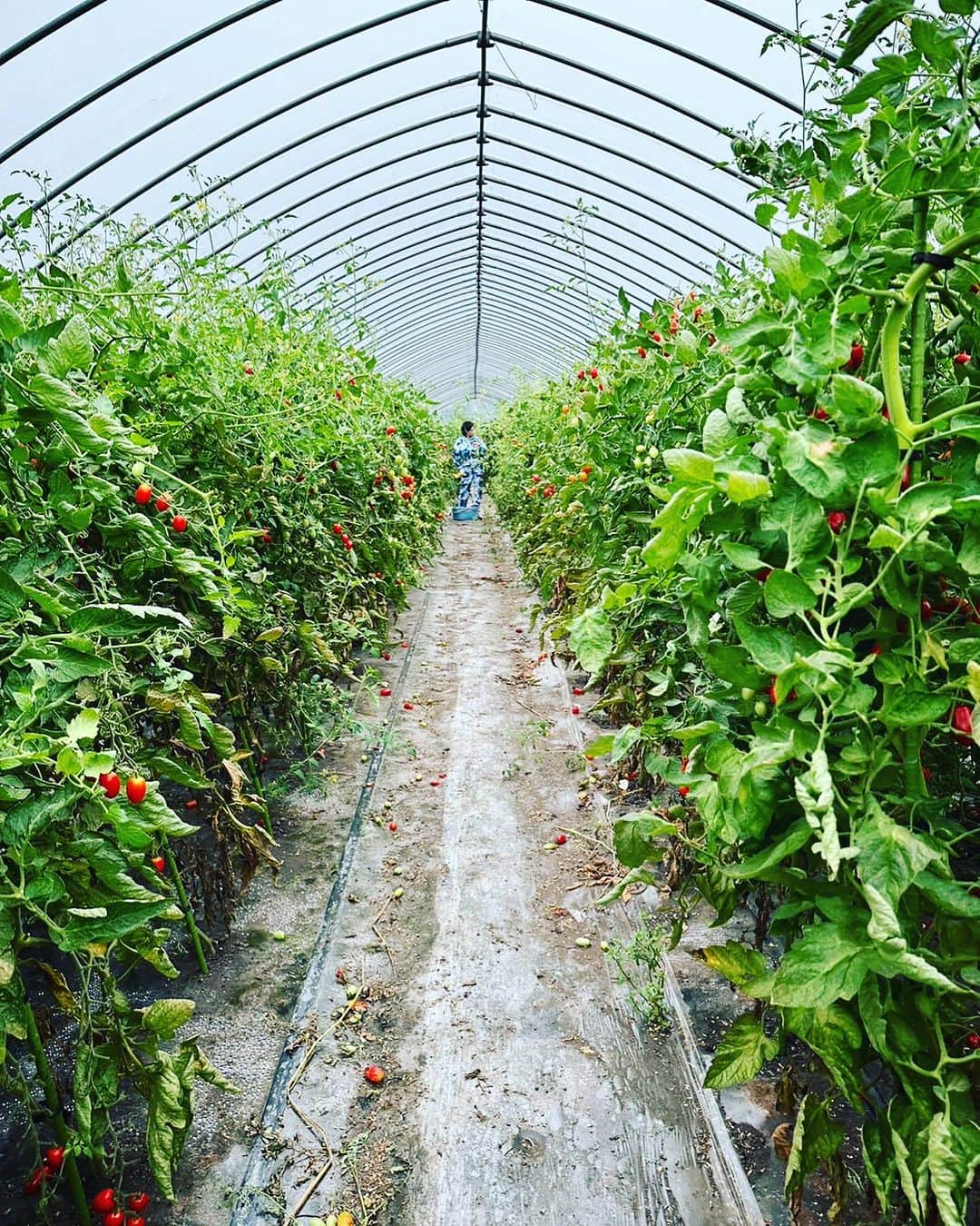 小雪のインスタグラム：「トマトの収穫の季節🍅  #トマト #収穫 #momiji #KenichiMatsuyama」