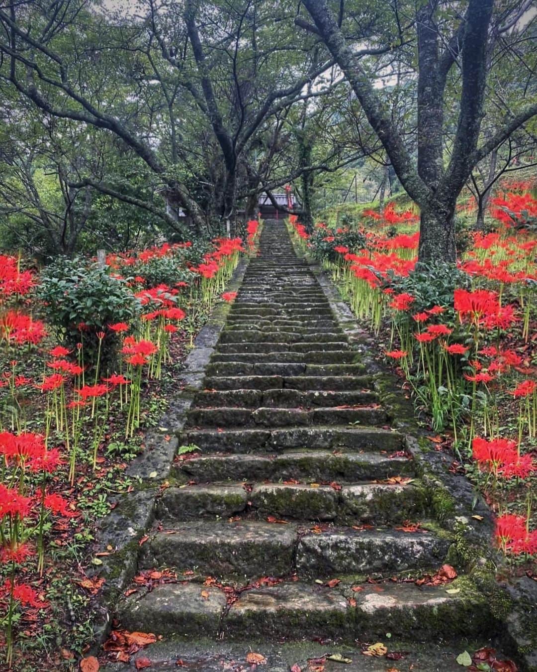 hama_aki_pppのインスタグラム：「奈良県宇陀市#佛隆寺 (スライドしてください) Location Nara Japan (Swipe)   2022.09月  昼間はまだまだ暑いですが我が家の庭では昨晩から秋の虫が鳴き始めました🦗🌿 9月になれば彼岸花に秋桜、少しずつ忙しくなりそうです♪ 今年はどこに撮りに行こうか、新しい場所に行ってみたいなあ等と思っています🌺🌺🌺　  #神社仏閣　 #寺社仏閣  #花の寺  #彼岸花  #曼珠沙華 #わたしは奈良派  #奈良県景観資産　　 #日本庭園  #おとな旅プレミアム  #こころから  #タビジェニ  #j_flower_shots  #sorakataphoto  #rakutentravel  #japanese_gardens  #otonatabi_japan  #histrip_japan  #はなすたぐらむ  #zkg10 #loves_united_flora  #ptk_japan  #cooljapan  #flower_igers  #ig_flowers  #japanesetemple #japanesegarden  #iphonephotography  #iphoneonly  #iphonephotographer」