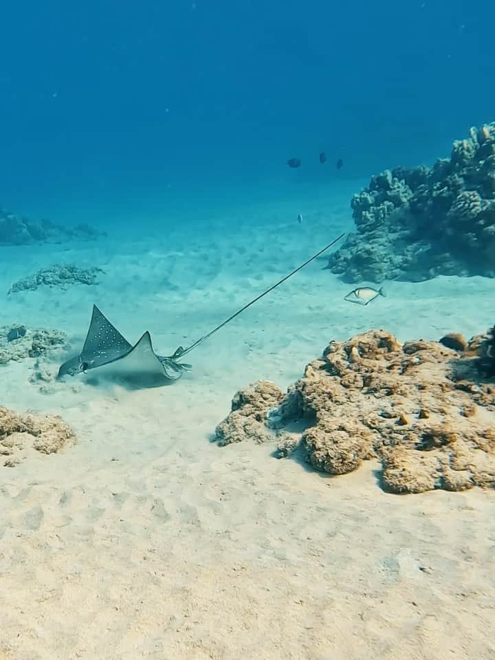 のインスタグラム：「Ocean makes me happy🩵  #ocean #hawaii #underwater #eagleray #sea」