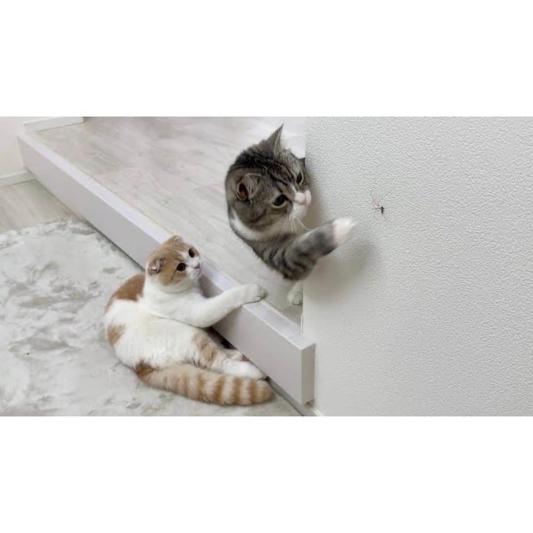 もちまるさんのインスタグラム写真 - (もちまるInstagram)「家の壁に蜘蛛がいた時の猫たち」8月27日 18時01分 - catmotimaru