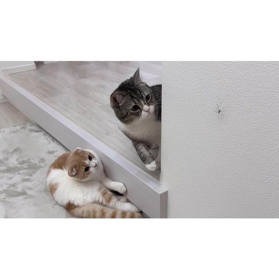 もちまるさんのインスタグラム写真 - (もちまるInstagram)「家の壁に蜘蛛がいた時の猫たち」8月27日 18時01分 - catmotimaru