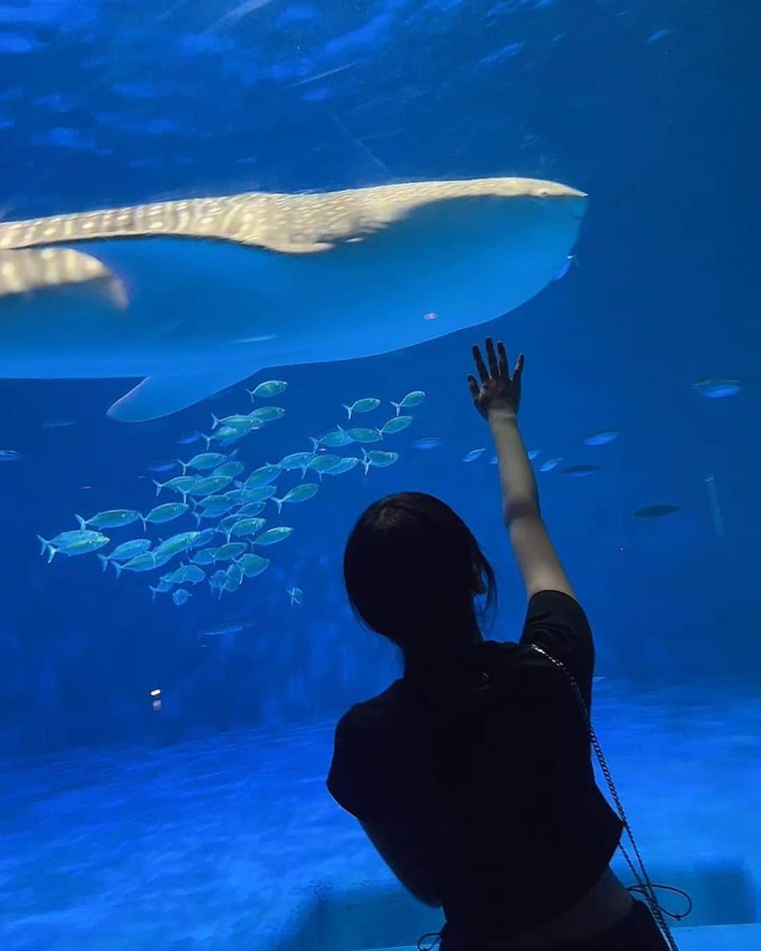 えんじぇるのインスタグラム：「♡ ジンベイザメが見たくて鹿児島に行ってきたよ🦈   #いおワールド  #いおワールドかごしま水族館  #鹿児島 #水族館 #ジンベイザメ」