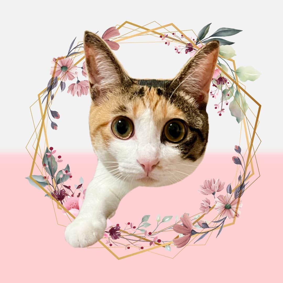のインスタグラム：「今日はすずちゃんの写真入り誕生日ケーキ🎂のデザイン考えてたら１日終わりました😂 結局1枚目が気に入ってるけど、何で片手だけ出てるのか？自分で考えたくせにじわじわくる🤣 .  ＿＿＿＿＿＿＿＿＿＿＿＿ ねこの金太と蒼太とすず ▷▷ @vvviopw  ＿＿＿＿＿＿＿＿＿＿＿＿ #catsofinstagram  #meowed#9gag #猫のいる暮らし　#ねことの生活　#猫好きさんと繋がりたい#三毛猫　#保護猫#三毛猫すず#calico」