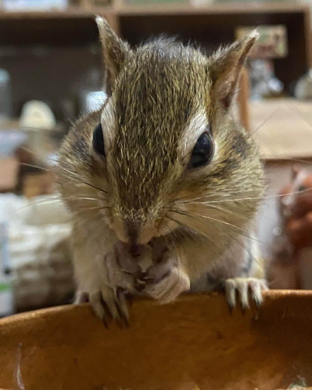 peace_0322さんのインスタグラム写真 - (peace_0322Instagram)「#りさ#シマリス#ふわもこ部 ツメツメ・ナイナイに忙しい日和君🐿️ お母さんも回収が忙しい💦 回収してもツメツメされちゃう😂」8月27日 18時58分 - peace_0322