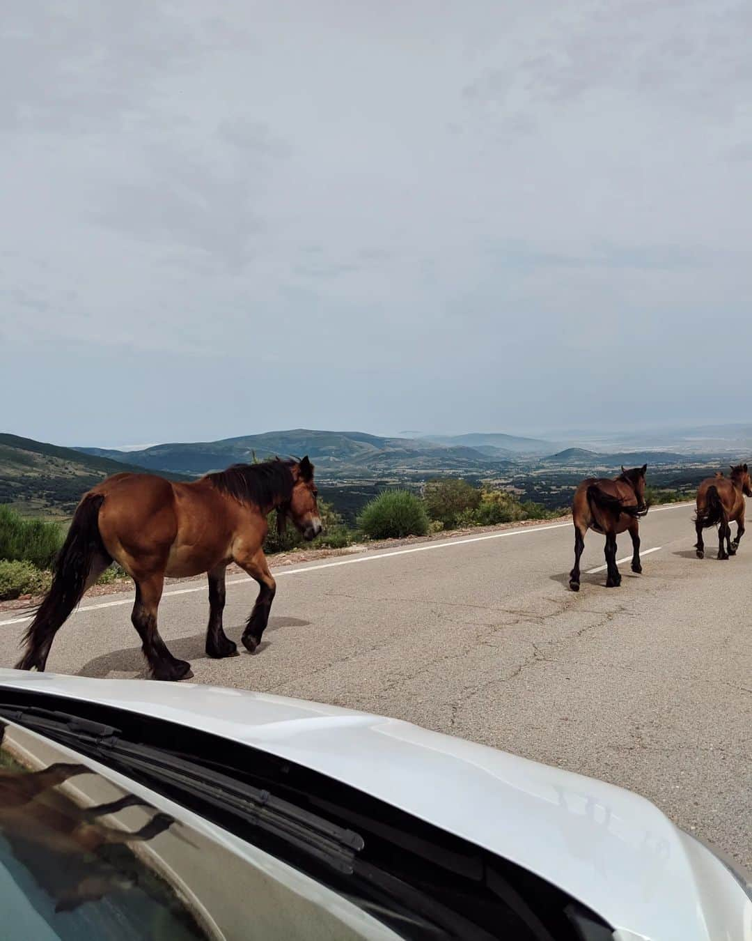 Guido Gutiérrez Ruizさんのインスタグラム写真 - (Guido Gutiérrez RuizInstagram)「Cosas del Norte. Barruelo y sus alrededores ⛰️ Things from the North. #Barruelo and its surroundings #Guigurui」8月27日 18時57分 - guigurui