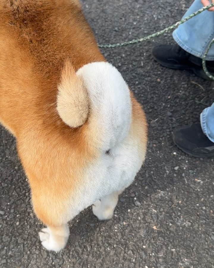 shibainu berryのインスタグラム：「Fukusuke😆 The tail is like an soft ice cream cone🍦 ふっくんの尻尾🍦 @fukusuke0629 昨日カットしたばっかりやって！ 昨日の朝の時点でもキレイに揃ってたのに更にカットされてた😆 お姉ちゃんとお母さんがカットしてるよ！ プロ級いやそれ以上の仕上がり😂 お尻〜尻尾ぬいぐるみに見えるもん😂👍  ③④昨日今日の柴パラ😆 ひめ姉さん @shibainuhime むぎちゃん @223eee3 #柴パラ #柴犬 #柴 #べりやん #べりむく #多頭飼い #徳島 #berry #shiba #shibainu  #shibainumania #ぷにっと部 #口角キュキュッと部 #チーム俺様 →部員絶賛募集中 #shiba_snap #proudshibas #instagramjapan #ふわもこ部 #pecoいぬ部 #pecotv #9gag @9gag @barked」