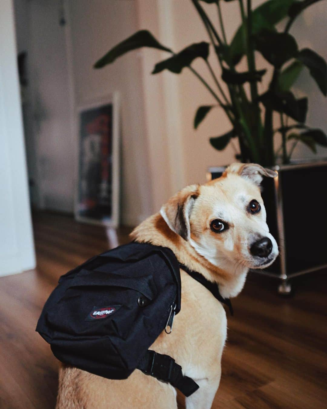 イーストパックさんのインスタグラム写真 - (イーストパックInstagram)「Our Dog Pak'r in red and black rocked by Gus and Freddy. Available on www.eastpak.com  #builttoresist」8月27日 18時52分 - eastpak