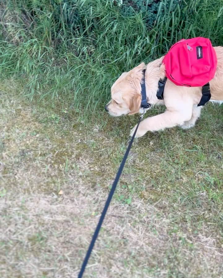 イーストパックのインスタグラム：「Our Dog Pak'r in red and black rocked by Gus and Freddy. Available on www.eastpak.com  #builttoresist」