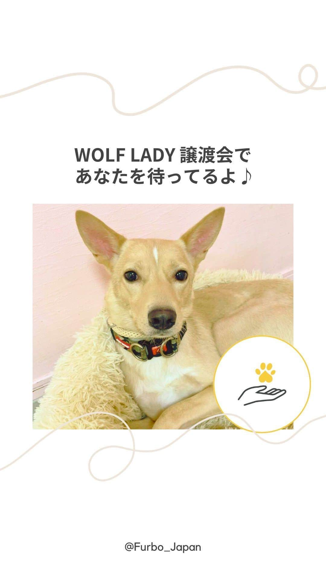 Furbo ドッグカメラのインスタグラム：「【運命のわんこと出会いたい方へ🐶✨】  WOLF LADY @wolf__lady__ さんの譲渡会に この度もFurboが協賛させていただきます！🙌✨  動画で紹介した保護犬たち@rescue_dog_cat を含む、 20匹以上のわんこたちが 当日は参加予定です〜〜！！🥰  イベント当日に譲渡が成立したご家族には Furboドッグカメラ360°ビューを 1台プレゼントさせていただきます🎁✨✨  ┈┈┈┈┈┈┈┈┈┈┈┈┈┈┈┈ 　WOLF LADY 譲渡会イベント 　9/2 (土) 11:00-17:00 　at ワールド北青山ビル  ┈┈┈┈┈┈┈┈┈┈┈┈┈┈┈┈  当日はFurboブースもご用意します🎥🌟  新型Furboの操作感が気になる方も ぜひイベント会場へお越しください💓  イベントに関する最新情報は 「チャリティ」ハイライトからご確認いただけます💡   ⇨⇨⇨ @furbo_japan     ⋯     #Furbo #ファーボ #犬すたぐらむ #わんすたぐらむ #犬好きさんと繋がりたい #わんこのいる生活 #かわいい犬 #わんこ部 #犬との暮らし #愛犬との暮らし #わんことの暮らし #保護犬 #保護犬を家族に #保護犬を飼おう #保護犬と暮らそう #譲渡会 #譲渡会に行こう」