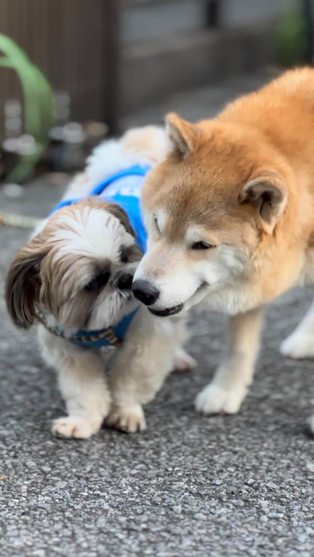 まる（まるたろう）のインスタグラム：「ころもくーん！お久しぶりぶり〜🐶🐶相変わらず元気そうだね〜 #まるカステラいっぱい食べてくれてるみたいだね #あれ美味しいでしょ #夏バテ防止でいっぱい食べとこ #ヤギミルクたっぷりだからね #ころまる散歩」