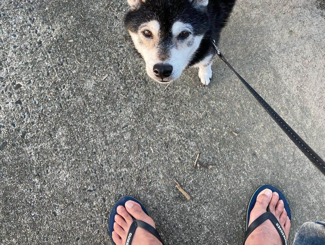 しんたさんのインスタグラム写真 - (しんたInstagram)「. こちら地方、久しぶりに雷雨もなく穏やかな一日でした♪  明日からまた1週間頑張りましょ☺️  明日は大阪住之江区、近江八幡辺りに行きまーす👍  #わんだふるjapan #犬バカ部 #休日はビーサン #犬のいる暮らし #いぬら部 #とよがわ #夕陽 #夕焼け #夕散歩 #おばあわん #シニア犬」8月27日 19時28分 - shinta67