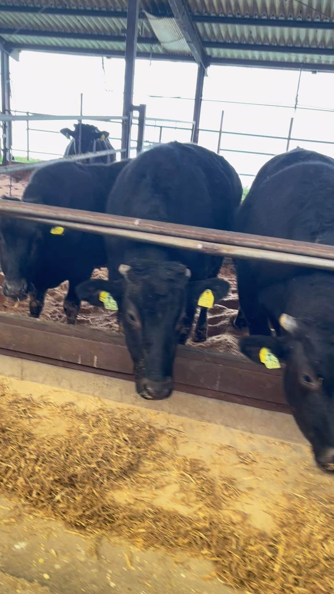 三好ジェームスのインスタグラム：「Arita Wagyu always lives in a clean barn. #aritawagyu#wagyu#miyazaki #miyazakiwagyu #clean #barn」