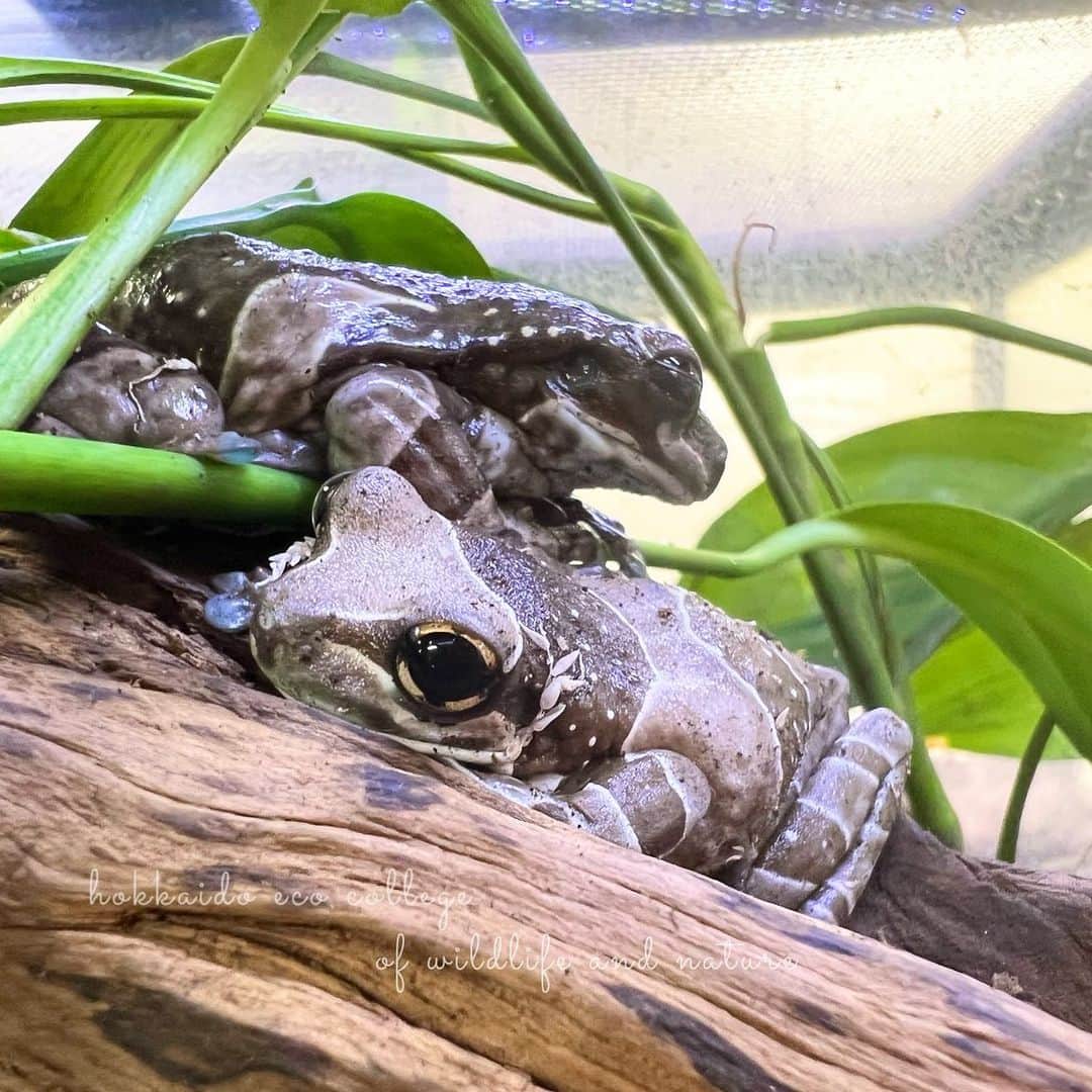 のインスタグラム：「にゅーふぇいす🐸  #北海道エコ  #動物  #専門学校 #動物好きな人と繋がりたい #両生類好きな人と繋がりたい  #ミルキーフロッグ #カエル #くりんくりんの目 #そこが可愛い #にゅーふぇいす #新入り」