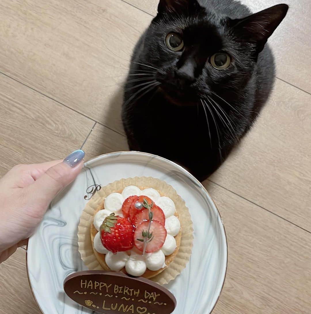 MIOさんのインスタグラム写真 - (MIOInstagram)「8月はルナくん9歳の誕生日🍓🐈‍⬛🩶 愛してる🥹🥹🥹💓 人間用ケーキなのでもちろん食べれないからいつも通りおやつをあげました🥰笑 長生きしてね🫧  #家族 #黒猫のルナ」8月27日 20時17分 - mio.xx13
