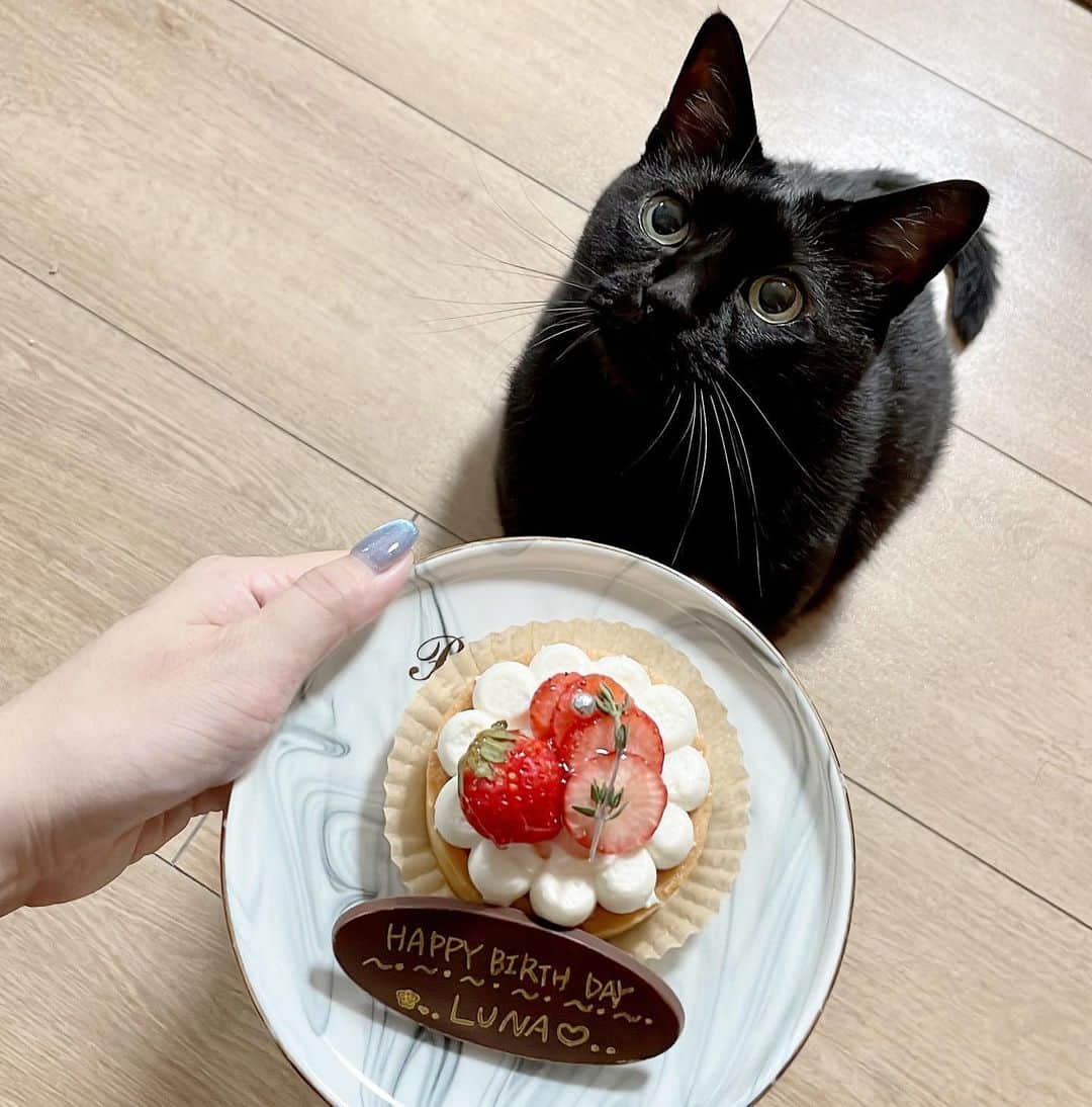 MIOのインスタグラム：「8月はルナくん9歳の誕生日🍓🐈‍⬛🩶 愛してる🥹🥹🥹💓 人間用ケーキなのでもちろん食べれないからいつも通りおやつをあげました🥰笑 長生きしてね🫧  #家族 #黒猫のルナ」