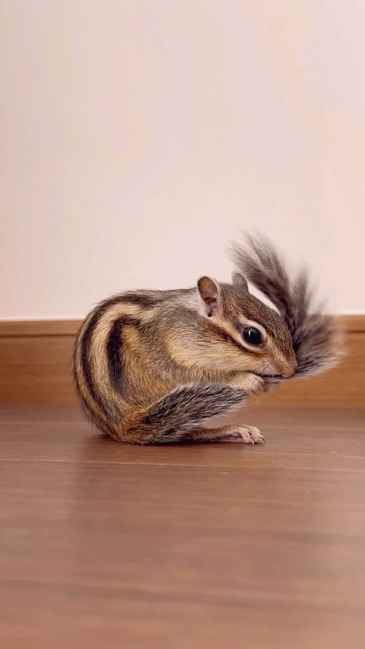 ビッケ & トッドのインスタグラム：「#Sophie 🐿️🍄  ふわふわ尻尾のお手入れ 見てるだけでほっこり☺︎  #chipmunk #シマリス #リス」